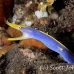 eel_ribbon_bhr_tam_h_0064_bal5801.jpg